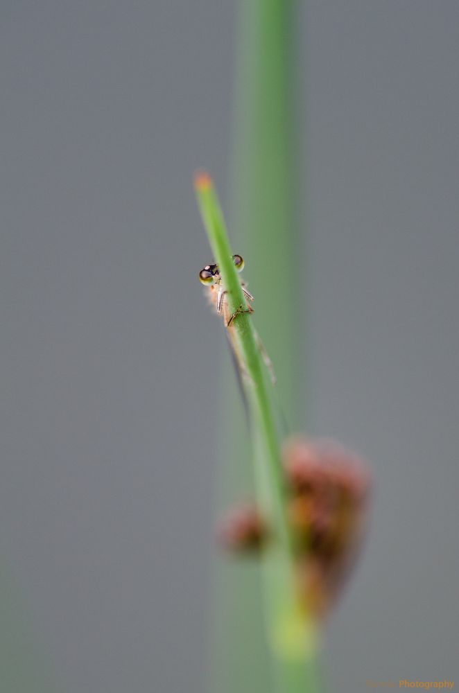 Neulich am Gartenteich - Hide and Seek