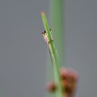 Neulich am Gartenteich - Hide and Seek