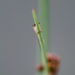 Neulich am Gartenteich - Hide and Seek