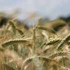 Neulich am Kornfeld