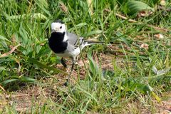 Neulich am Rand der Straße eine Bachstelze (Motacilla alba)