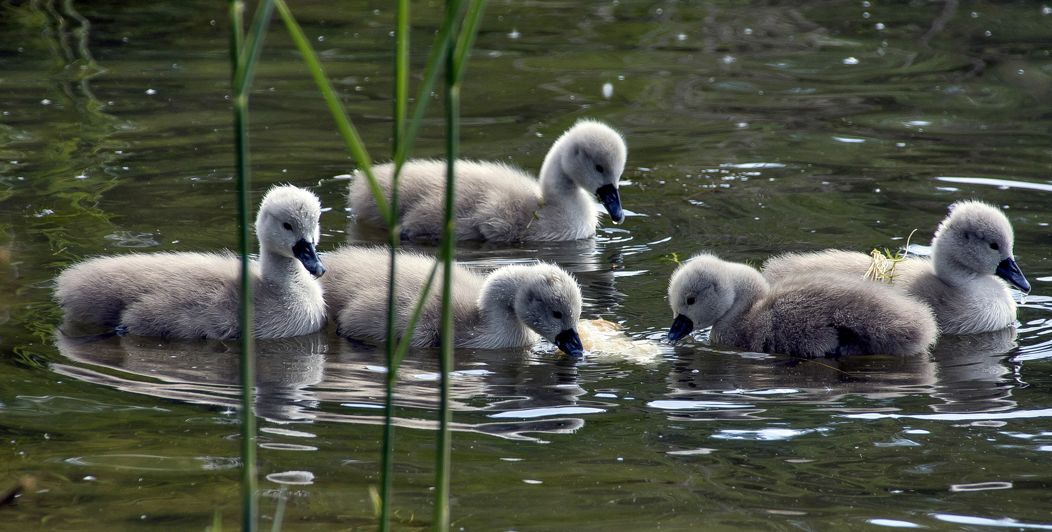 neulich am See...