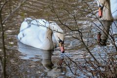 Neulich am See