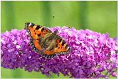 neulich am Sommerflieder