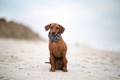 neulich am Strand