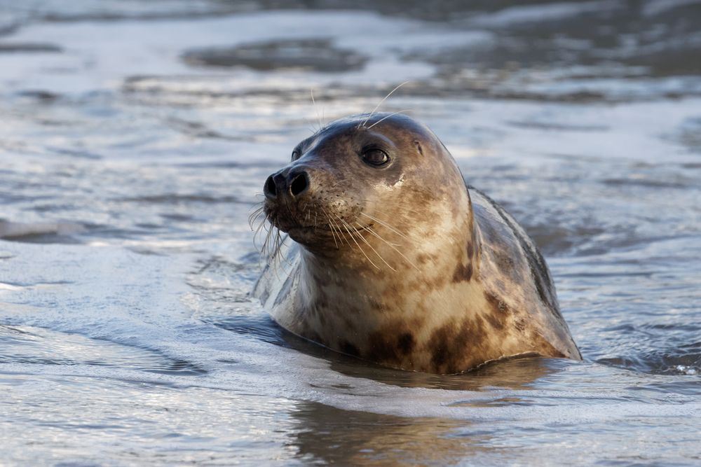 Neulich am Strand von Helgoland (Düne) .. Kegelrobbe im Abendlicht