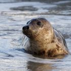 Neulich am Strand von Helgoland (Düne) .. Kegelrobbe im Abendlicht