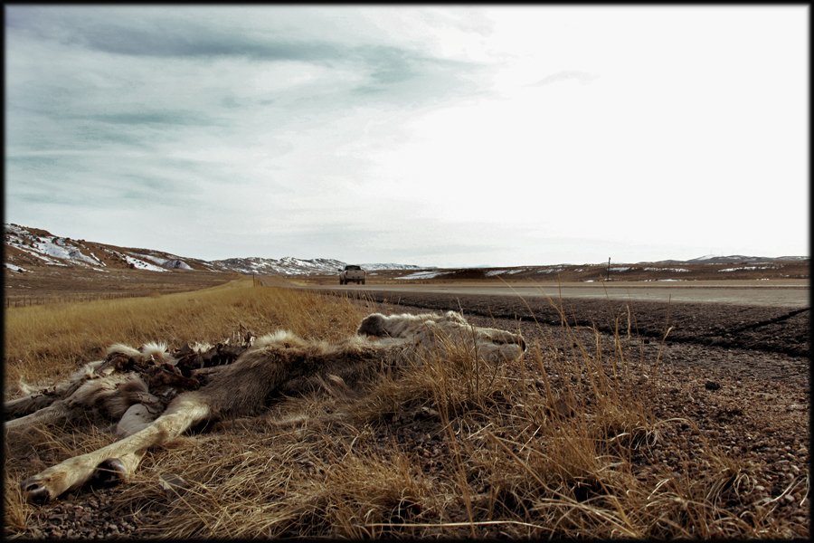 ...neulich am Strassenrand in Wyoming...