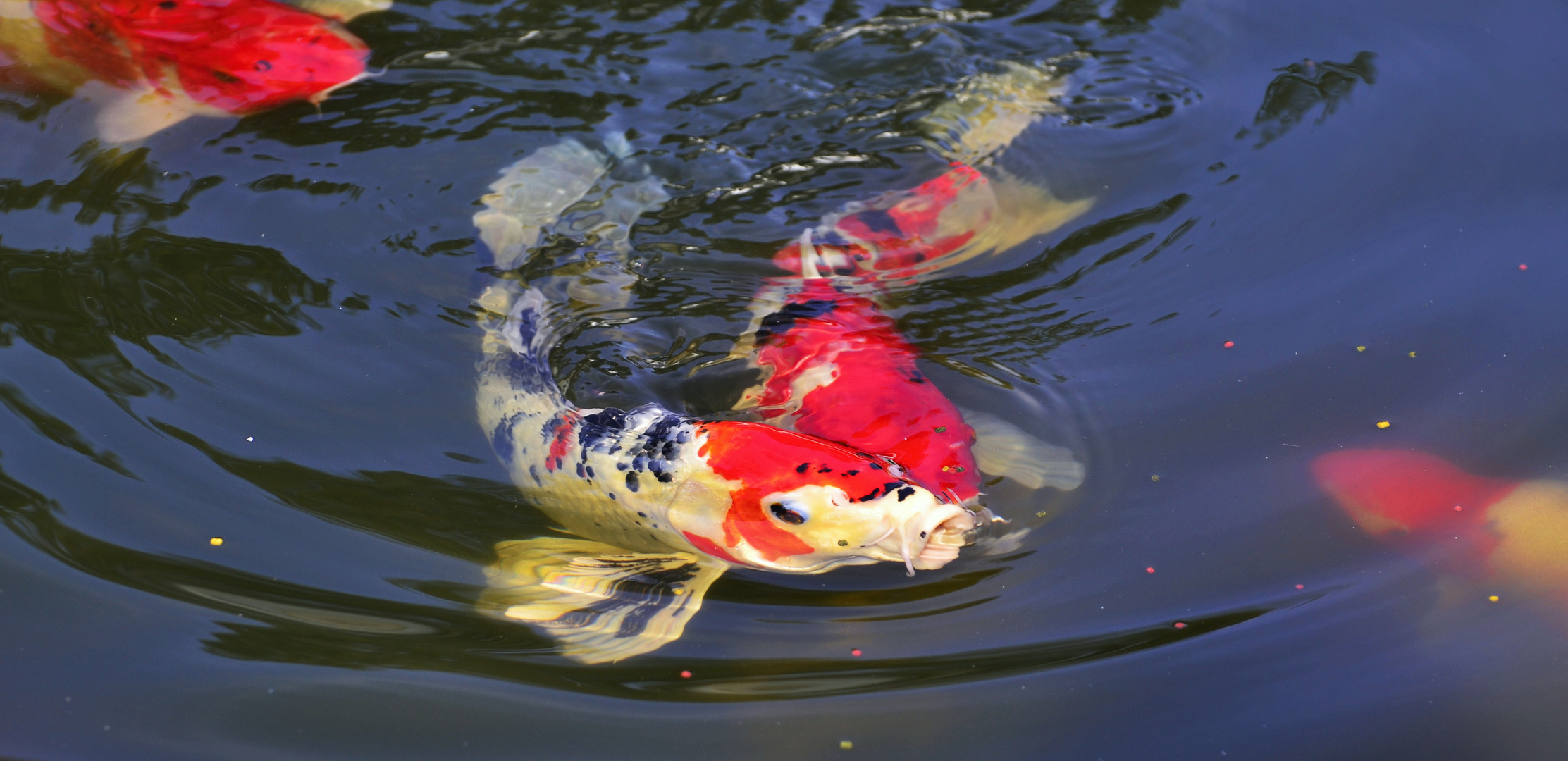 neulich am Teich 4