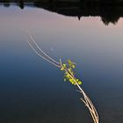 Neulich am Teich