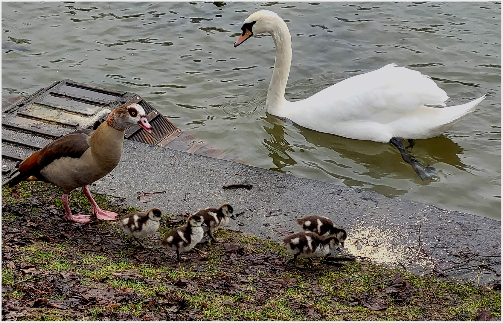 Neulich am Teich (I)