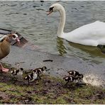 Neulich am Teich (I)