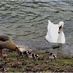 Neulich am Teich (II)