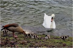 Neulich am Teich (II)