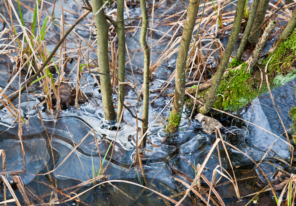 Neulich am Unterbacher See II