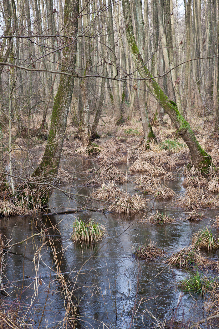 Neulich am Unterbacher See VII