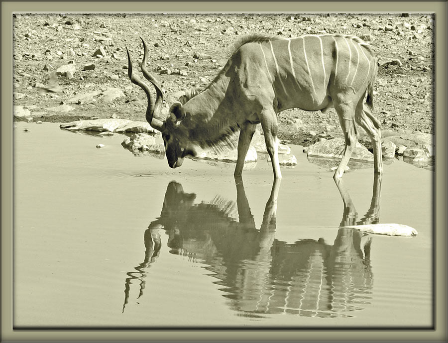 Neulich am Wasserloch