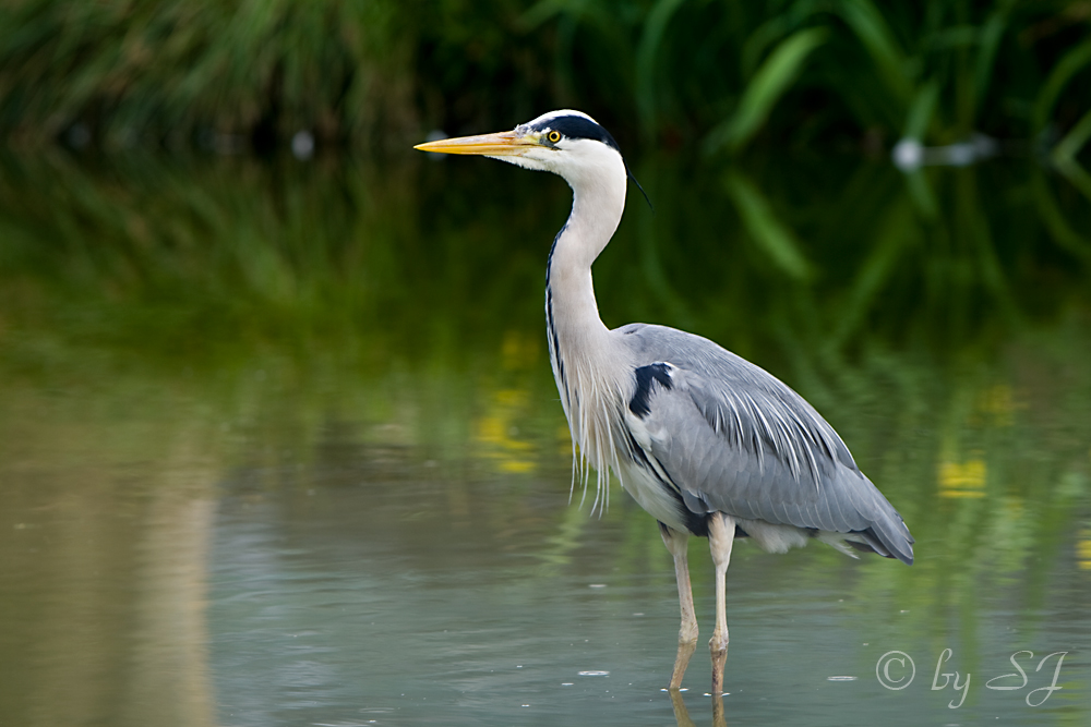 Neulich am Weiher...