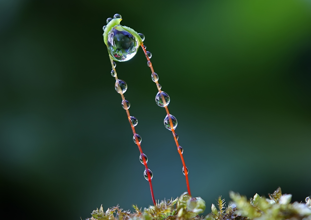 Neulich an der Blumenschale