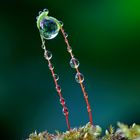 Neulich an der Blumenschale