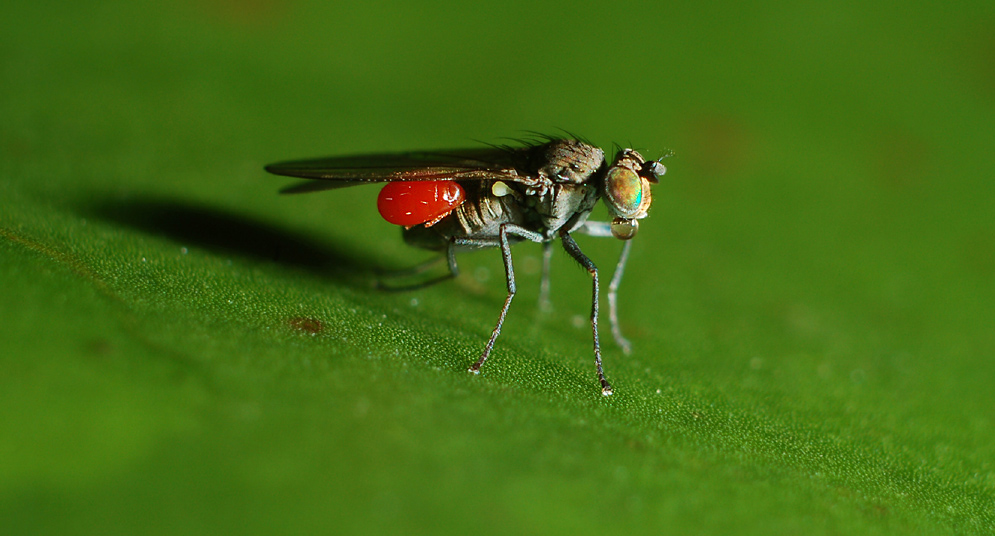 neulich an der blutbar ... - red devil