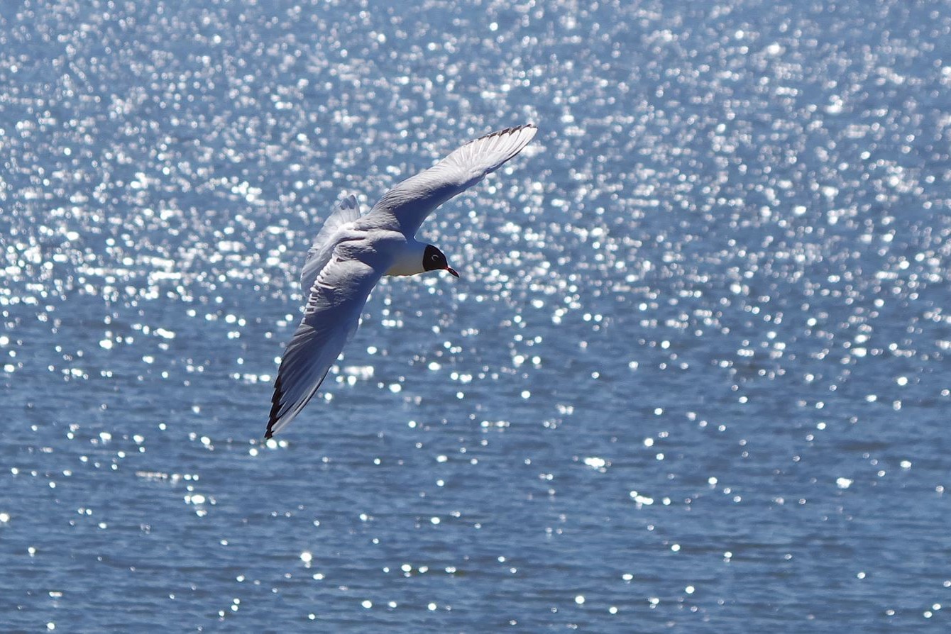 Neulich an der Elbe