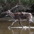 neulich an der Wasserstelle