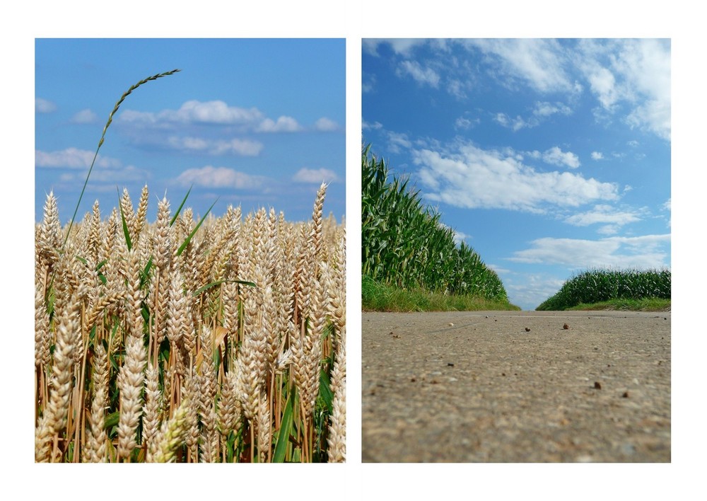 Neulich auf dem Feld...