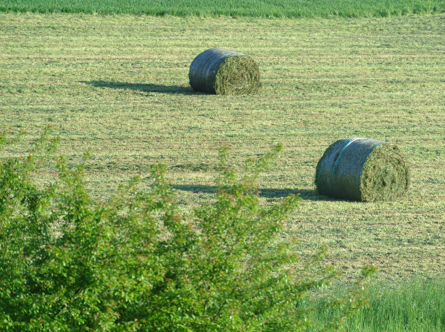 neulich auf dem Feld (Schnappschuss)