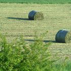 neulich auf dem Feld (Schnappschuss)