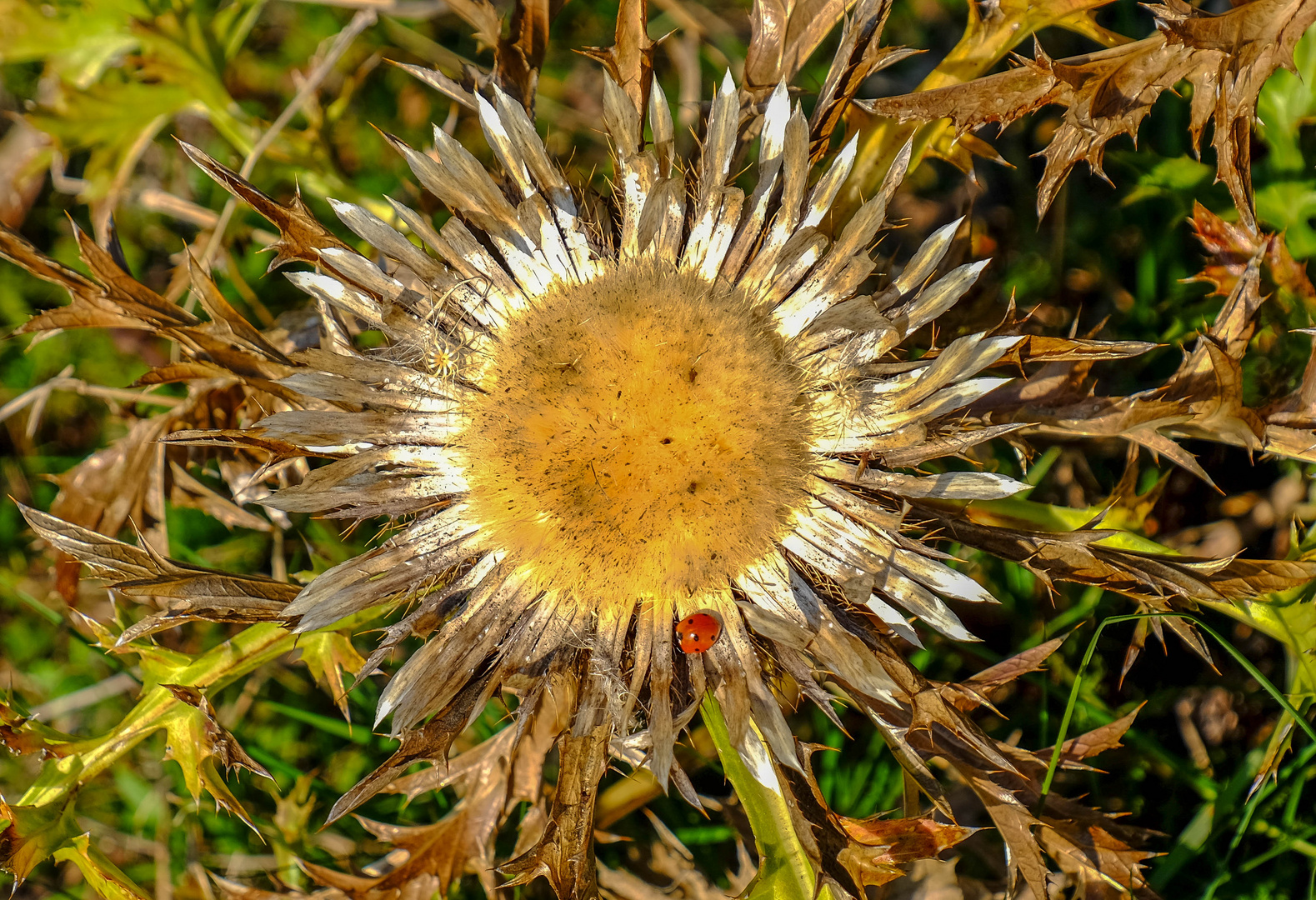 neulich auf dem Hohentwiel