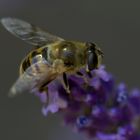 neulich auf dem Lavendel im Garten