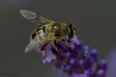 neulich auf dem Lavendel im Garten