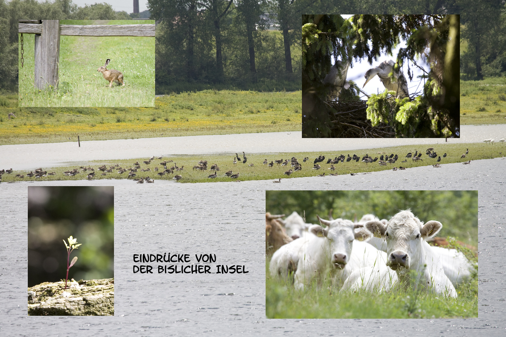 neulich auf der Bislicher Insel