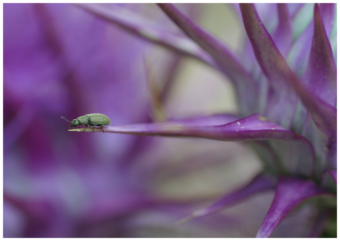 Neulich auf der Blüte