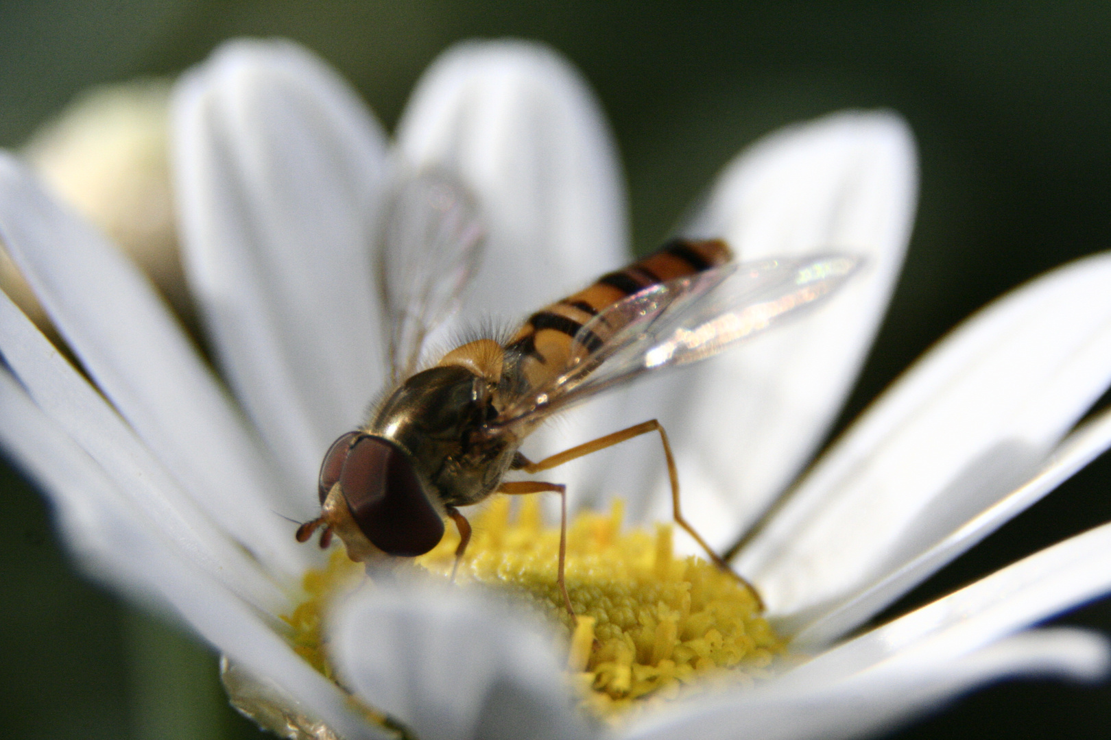 Neulich auf der Blume