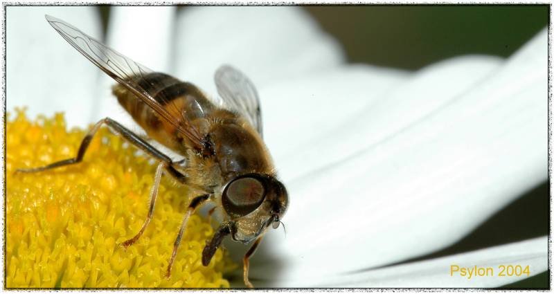 Neulich auf der Blume!