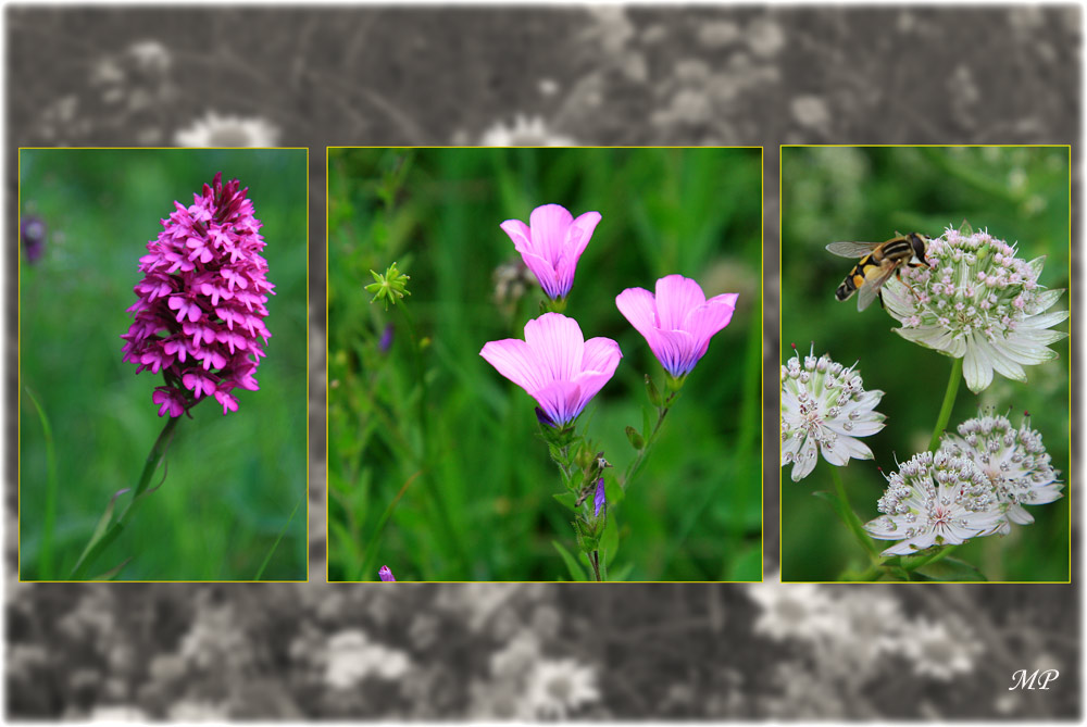 Neulich auf der Blumenwiese