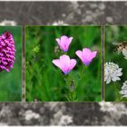 Neulich auf der Blumenwiese