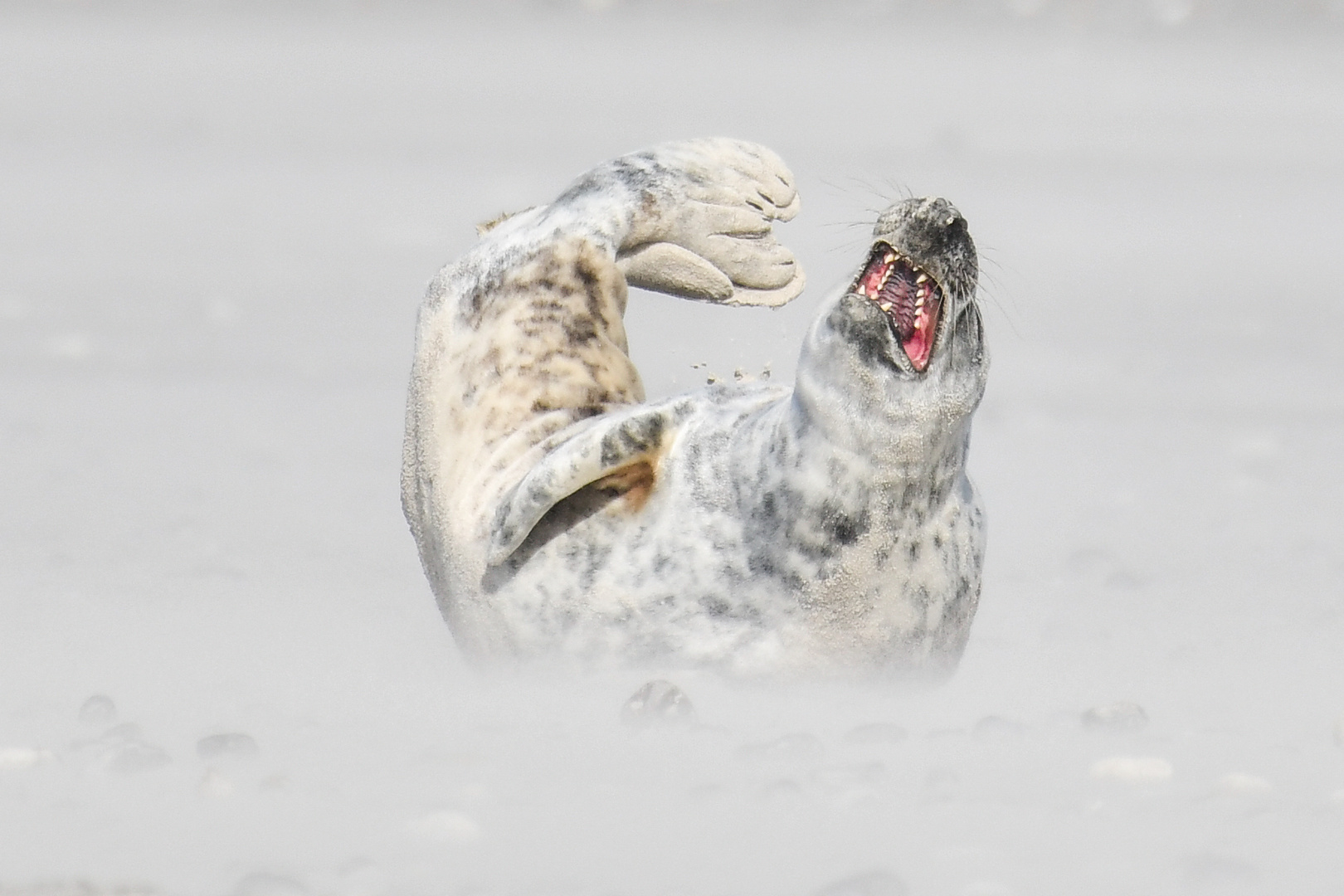 Neulich auf der Helgoland Düne...