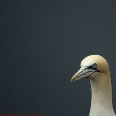 neulich auf der Insel