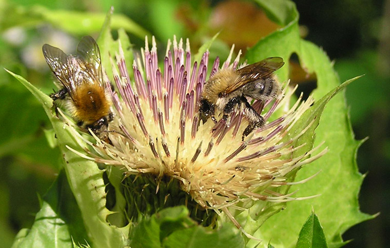 Neulich auf der Kohldistel...