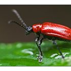 Neulich auf der Terrasse