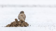 Neulich auf der Wiese....