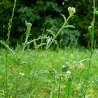 Neulich auf der Wiese liegend...