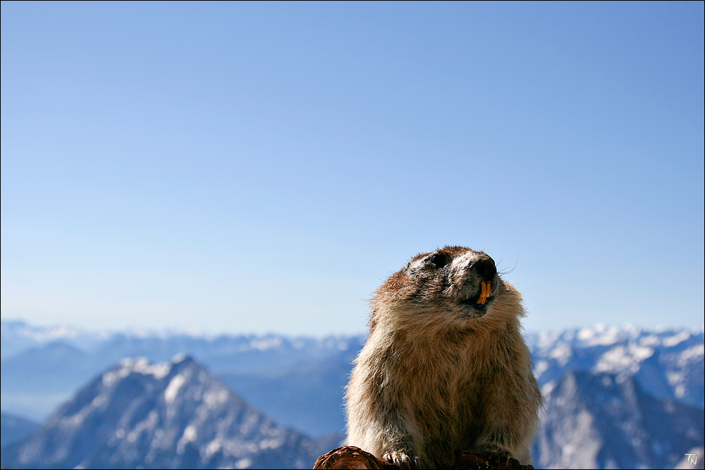 Neulich auf der Zugspitze