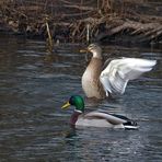 neulich bei den Enten...