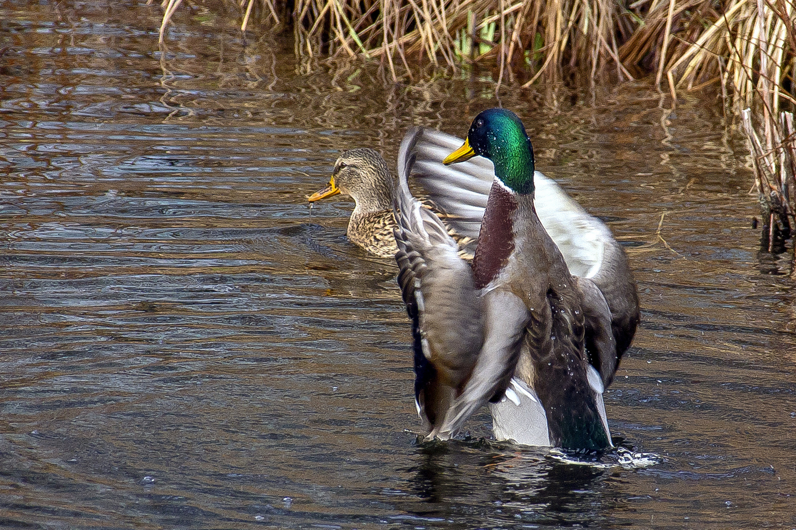 neulich bei den Enten...2