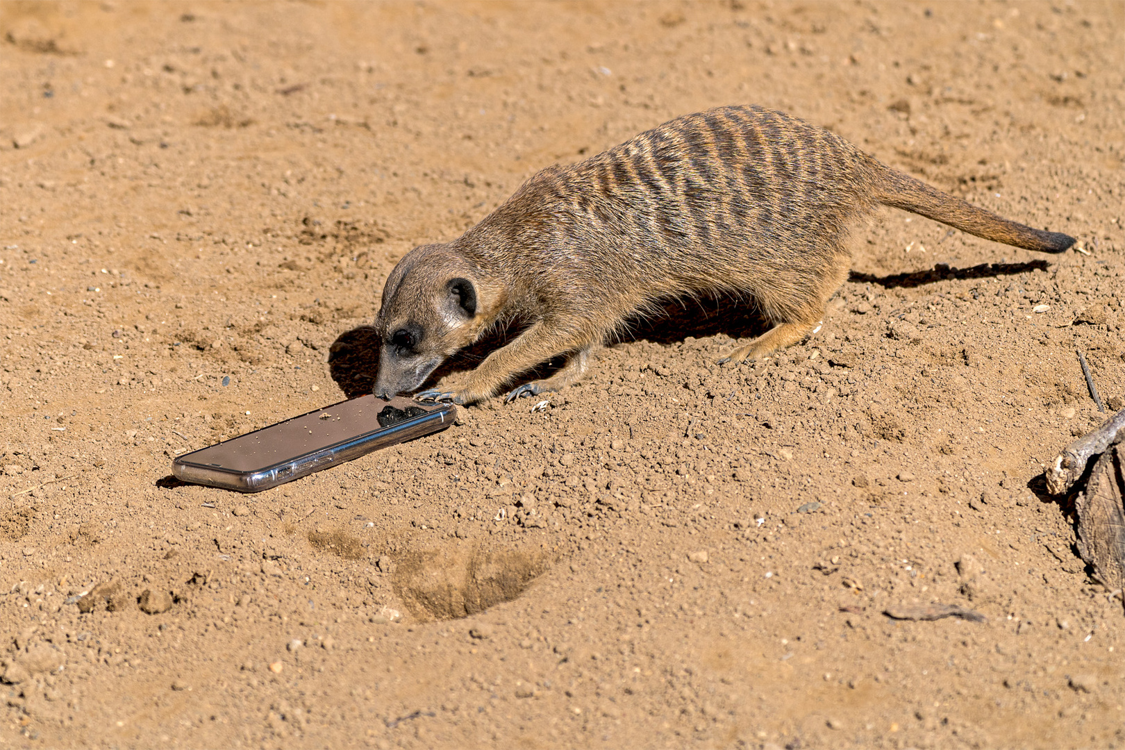 Neulich bei Erdmännchen im Zoo Hannover (Serie Nr. 02)