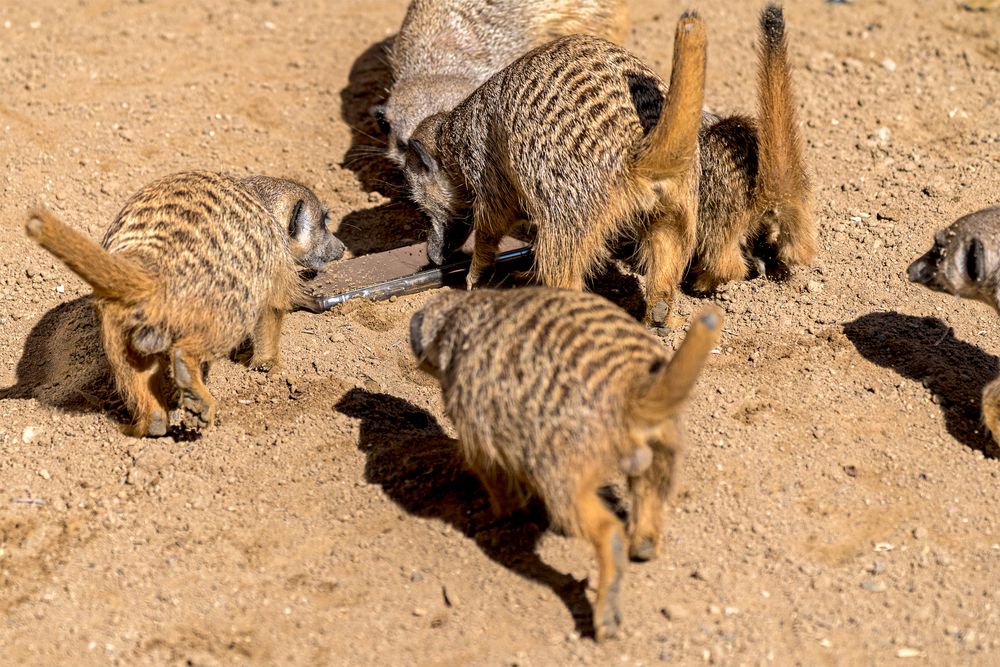 Neulich bei Erdmännchen im Zoo Hannover (Serie Nr. 04)